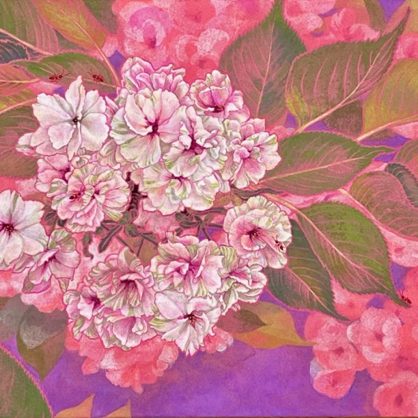 御衣黄桜